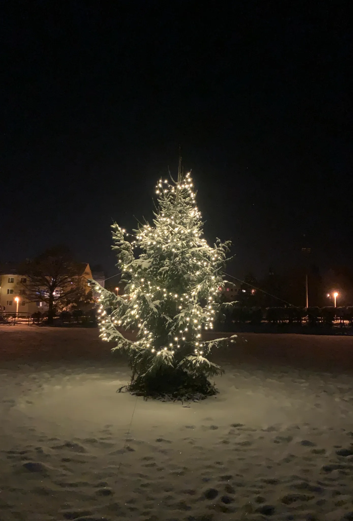 Ein Tannenbaum im Mittelkreis Wie der Stammtisch den Fasanengarten